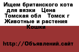 Ищем британского кота для вязки › Цена ­ 50 - Томская обл., Томск г. Животные и растения » Кошки   